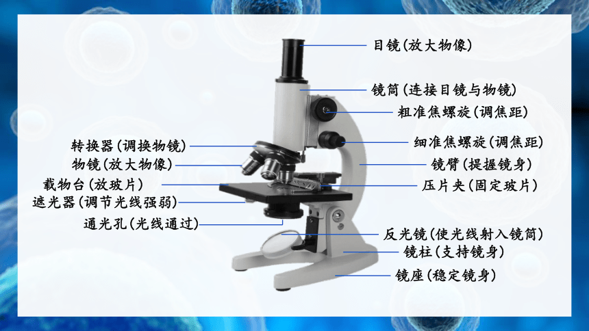 北师大版七年级生物上册课件 2.3.1 第1课时 光学显微镜的使用方法 动物细胞(共28张PPT)