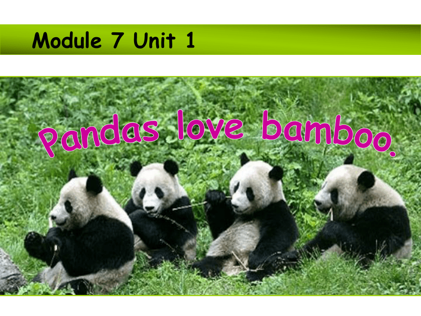 Module 7 Unit 1  Pandas love bamboo. 课件(共21张PPT)