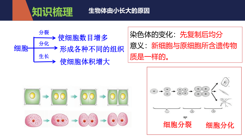 2021-2022学年人教版七年级生物上册第二单元  生物体的结构层次  复习课件(共20张PPT)