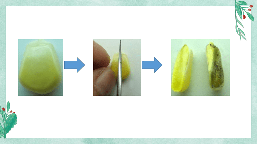 3.1.2 种子植物 课件(共20张PPT＋内嵌视频1)人教版初中生物七年级上册