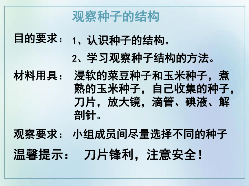 3.1.2 种子植物  课件(共45张PPT)  2021—2022学年人教版七年级生物上册