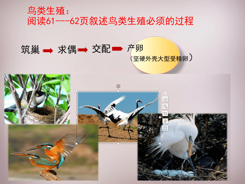 4.2.3 鸟的生殖和发育课件(共21张PPT) 2021--2022学年济南版生物八年级上册