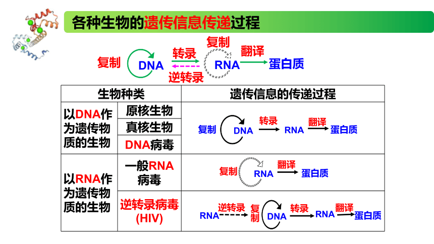 2.3.2 中心法则、细胞分化的本质、表观遗传课件(共22张PPT)高一生物（苏教版2019必修2）