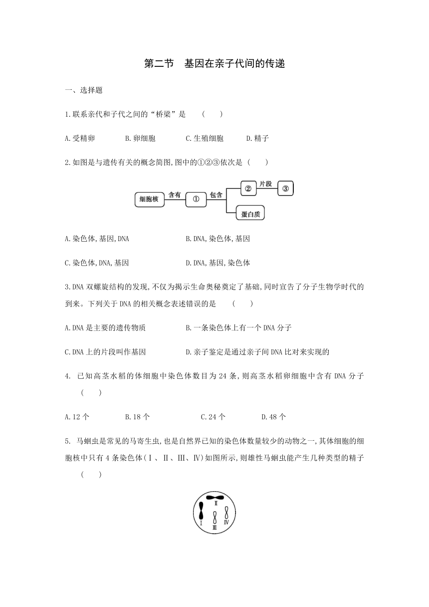 人教版八年级生物下册第七单元 第二章 第二节 基因在亲子代间的传递 同步练习（Word版含答案）