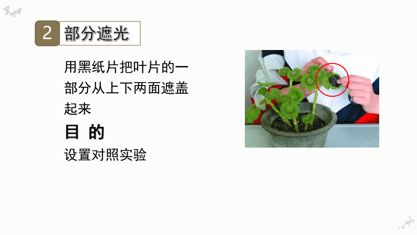 3.4绿色植物是生物圈中有机物的制造者课件(共34张PPT)