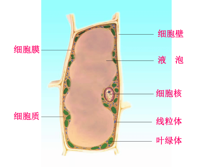 苏教版七上生物 3.1 植物细胞的结构和功能 课件（20张PPT）