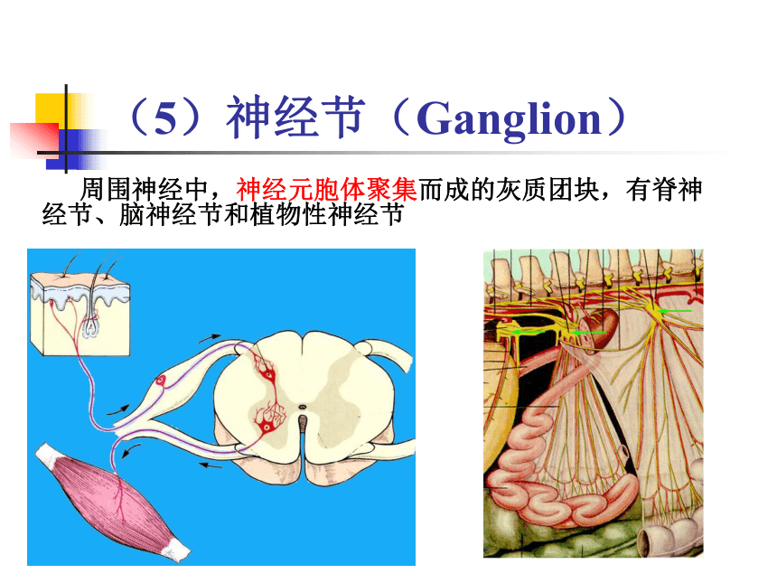 11.神经系统-1  课件(共30张PPT) - 《畜禽解剖生理学》同步教学（高教版）