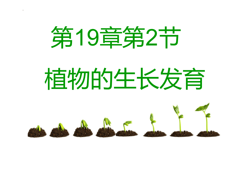 7.19.2 植物的生长发育课件(共38张PPT)2022--2023学年苏科版生物八年级上册