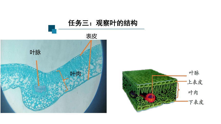 4.5植物的叶与蒸腾作用(课件 17张PPT)