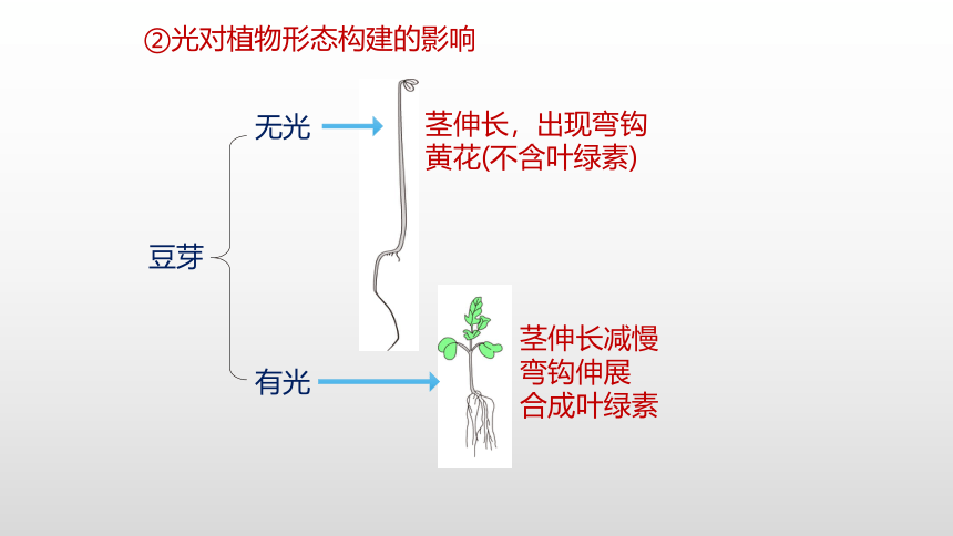 2021—2022学年高中生物人教版（2019）选择性必修一5.4 环境参与调节植物的生命活动课件（29张ppt）