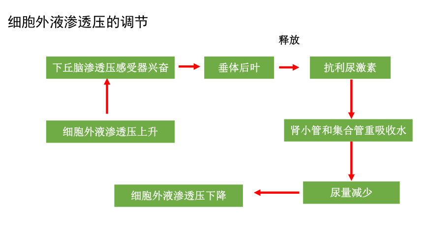 2021-2022学年高二上学期生物苏教版（2019）选择性必修1  2.3水盐平衡的调节课件(共21张PPT)