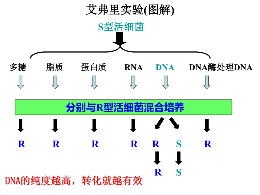 生物人教版（新课程标准）必修2-3.1 DNA是主要的遗传物质  课件（41张PPT）