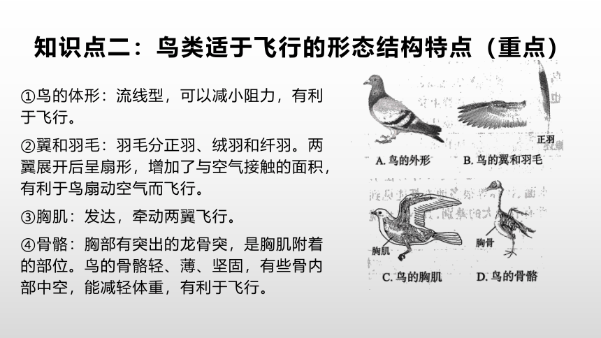 2021-2022学年鲁科版（五四学制）生物八年级上册7.1.6鸟类 课件(共11张PPT)