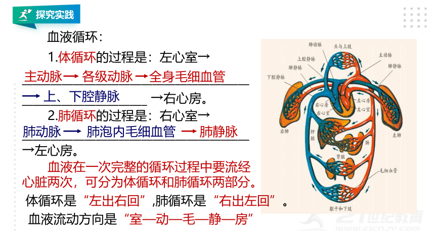 第3节 体内物质的运输（第3课时）(课件 28张PPT）