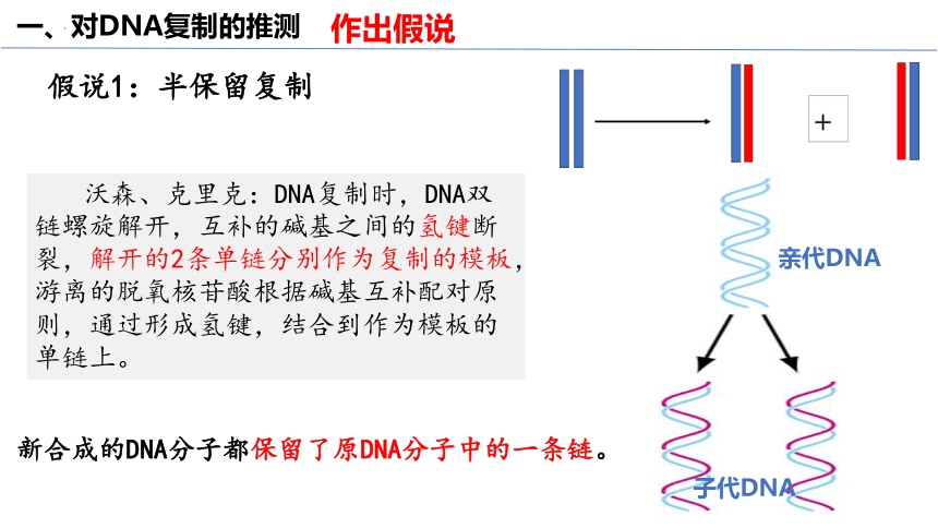 3.3DNA的复制课件(共50张PPT1份视频)