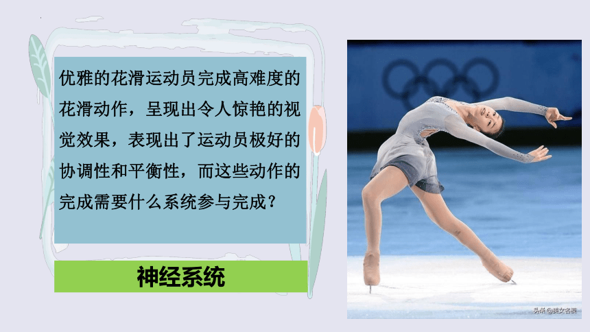 3.5.2神经调节的结构基础课件(共24张PPT)2022-2023学年济南版生物七年级下册