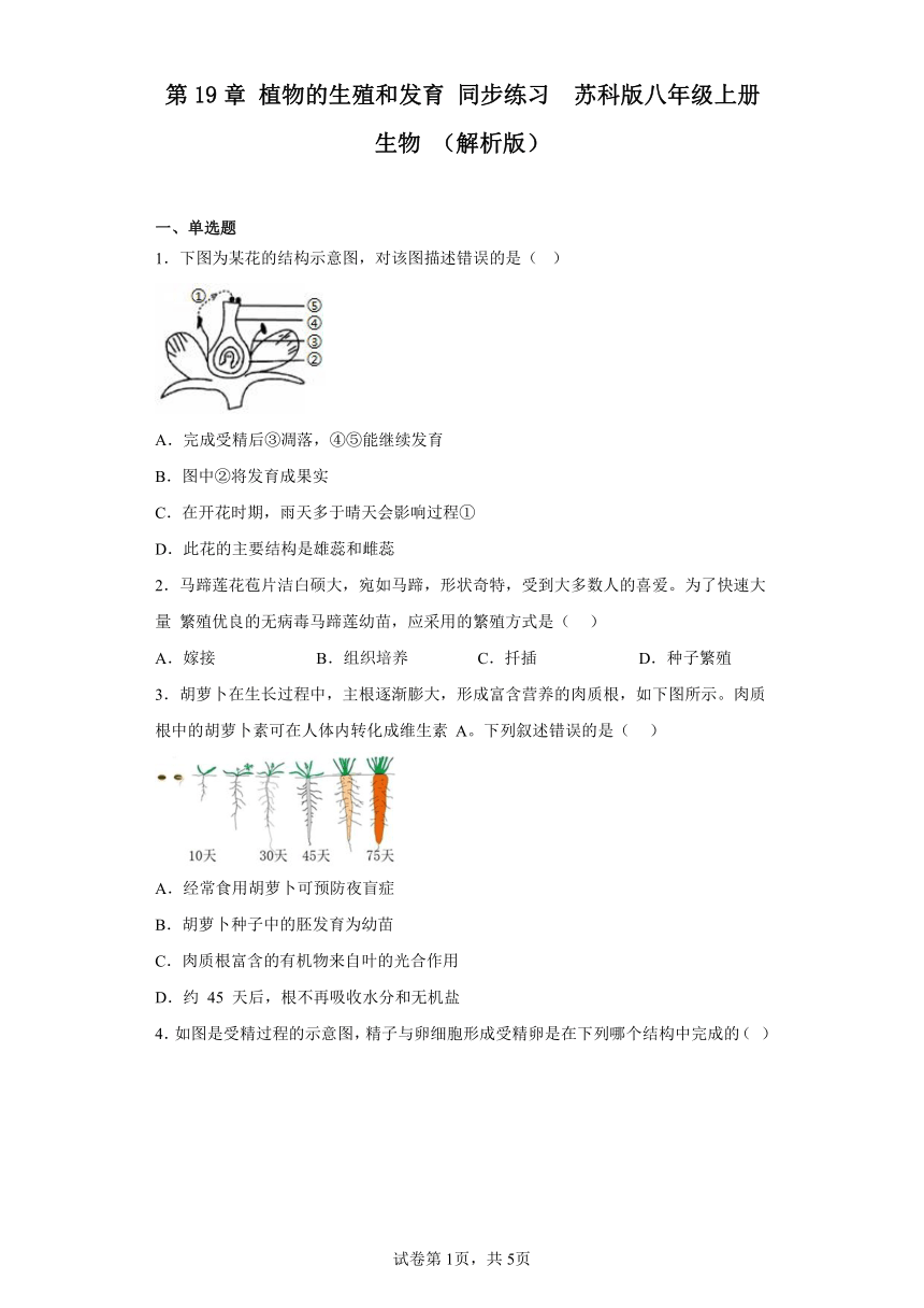 7.19 植物的生殖和发育 同步练习（含解析）  苏科版八年级上册生物