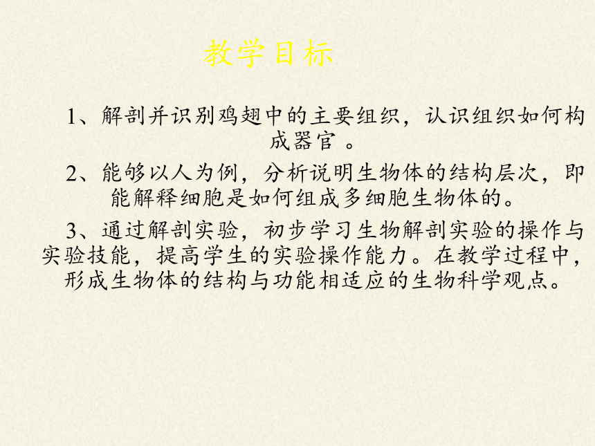 北师大版生物七年级上册 4.2 生物体的器官、系统课件(共21张PPT)