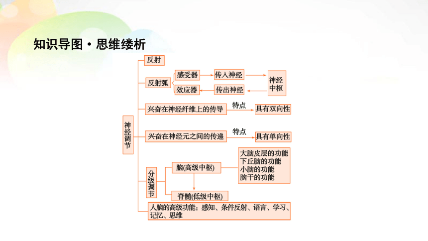 必修3 第1单元 第2讲 通过神经系统的调节 课末总结(共34张PPT）
