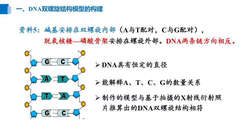 3.2DNA的结构-(共20张PPT)课件人教版必修2