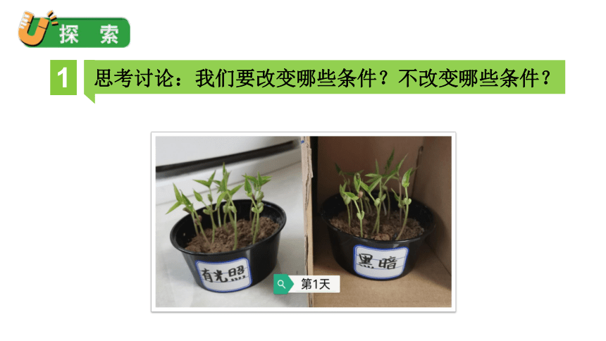 2023春教科版五年级科学下册1.3 绿豆苗的生长 课件（29张PPT）