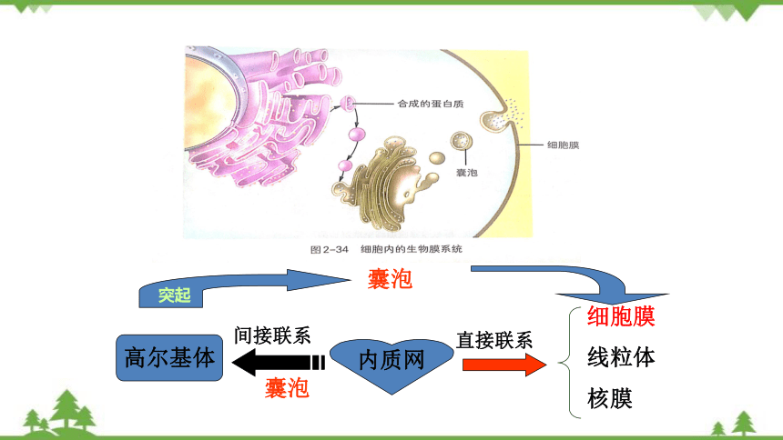 高中生物浙科版（2019）必修一2.5细胞在结构和功能上是一个统一整体 课件（2）(共12张PPT)