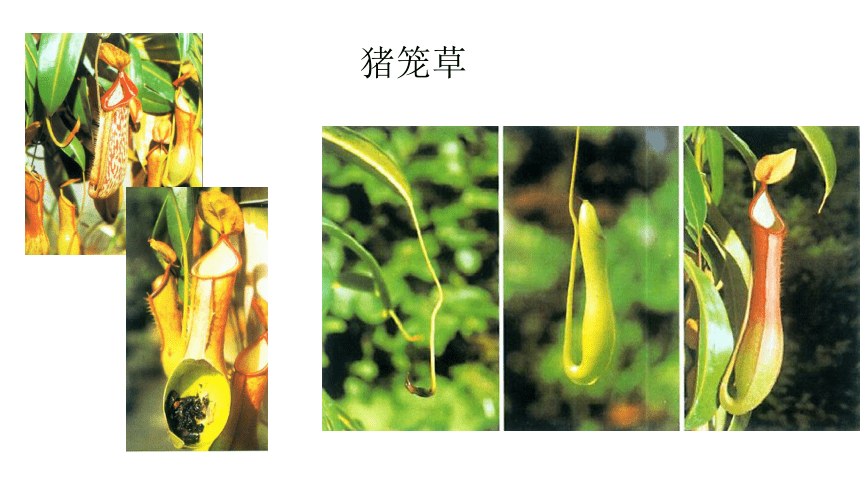 人美版  吃虫子的植物（课件）美术二年级下册（12张PPT）