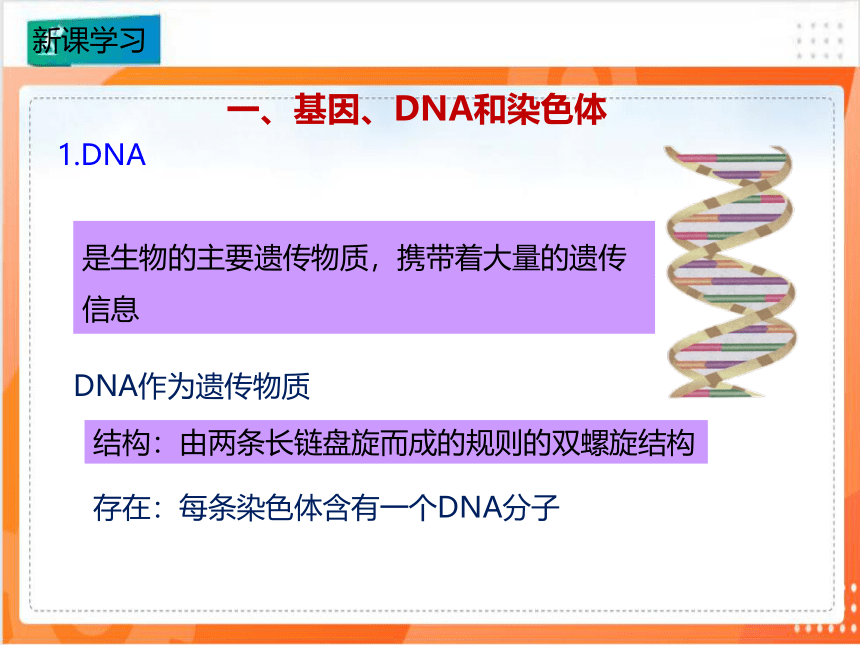 2.2基因在亲子代间的传递-课件（共24张PPT）