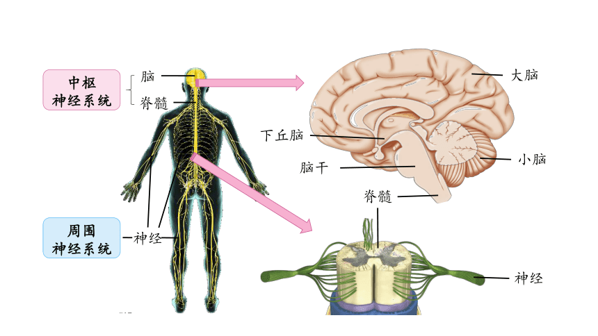 浙科版（2019）选择必修一  2-1 神经系统是神经调节的结构基础(共17张PPT)
