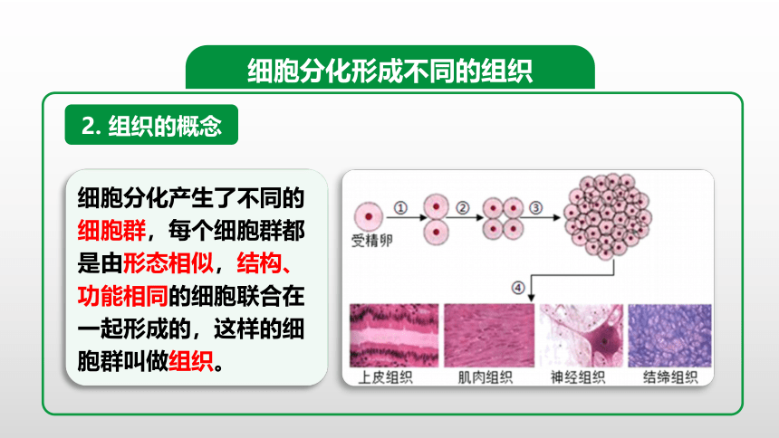 2022--2023学年人教版七年级上册生物 2.2.2动物体的结构层次课件 (共27张PPT)