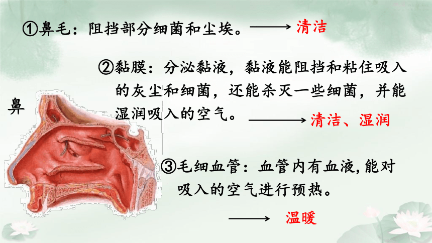 2020-2021学年人教版七年级下册生物课件4.3.1 呼吸道对空气的处理（21张PPT）