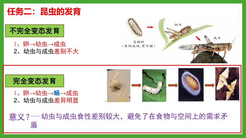 4.2.1昆虫的生殖和发育   课件(共16张PPT)2021--2022学年济南版八年级上册