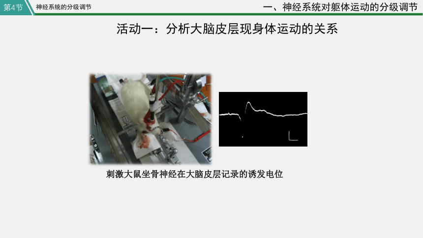 高中生物学人教版（2019）选择性必修1 2.4 神经系统的分级调节(共33张PPT)