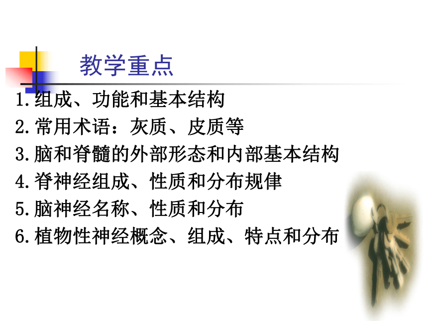 11.神经系统-1  课件(共30张PPT) - 《畜禽解剖生理学》同步教学（高教版）