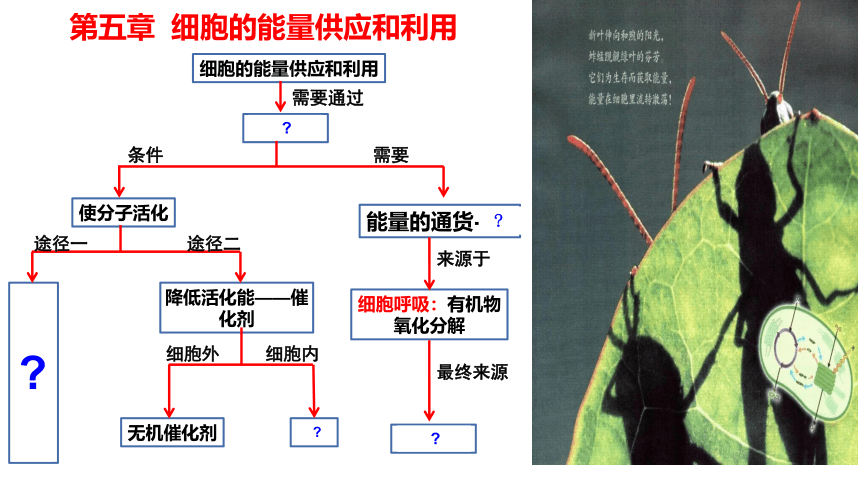 5.1降低化学反应活化能的酶课件(共41张PPT)