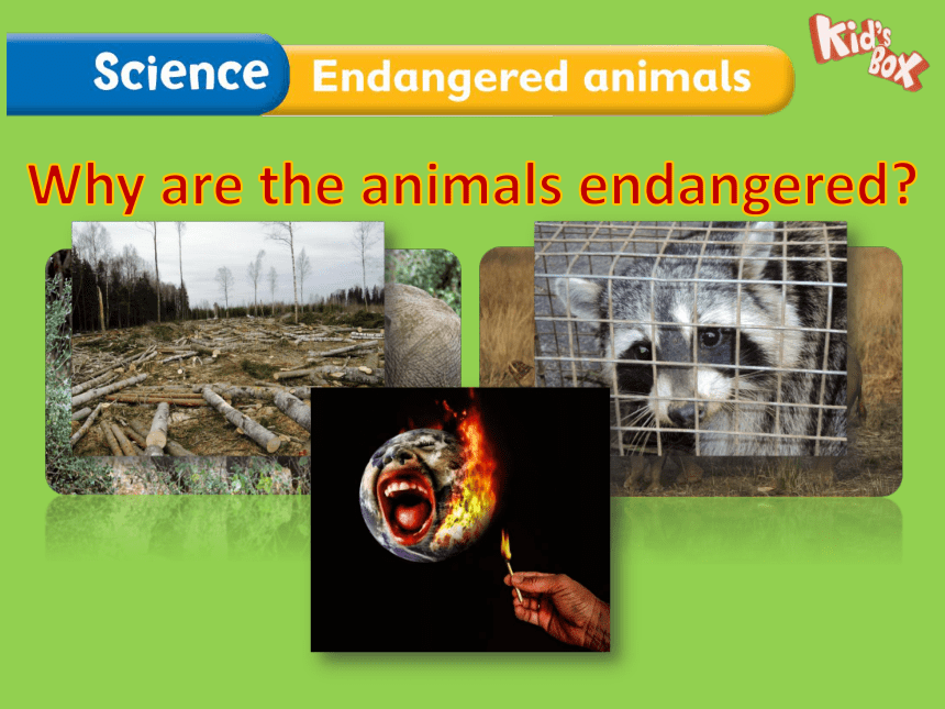 小学英语 剑桥国际少儿英语(第二版) Level 4 5 Exploring our world  Science Endangered animals 课件(共10张PPT)