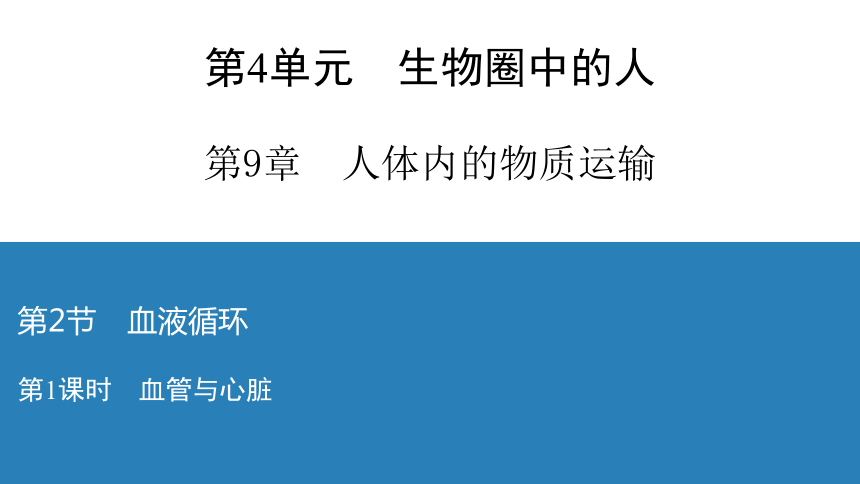 第4单元 第9章 第2节 第1课时 血管与心脏 习题课件 2020-2021学年北师大版七年级生物下册（17张PPT）