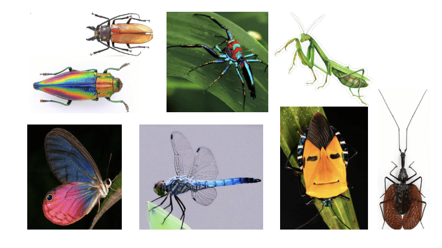 奇妙的昆虫（课件）(共20张PPT) 浙美版 美术一年级下册