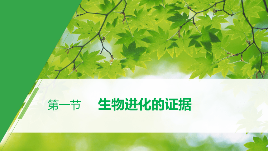 第6章 第一节 生物进化的证据 课件（共55张PPT）