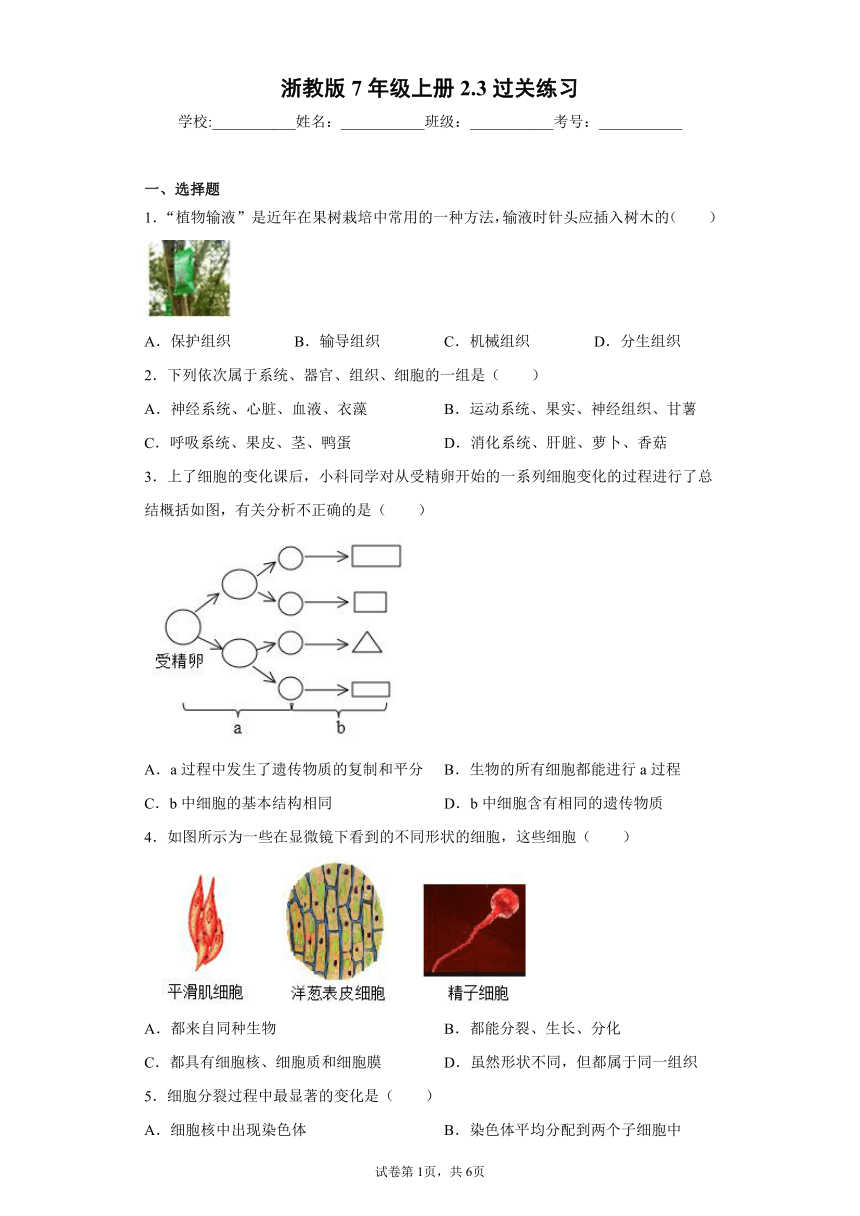 2.3生物体的结构层次 过关练习（含解析）