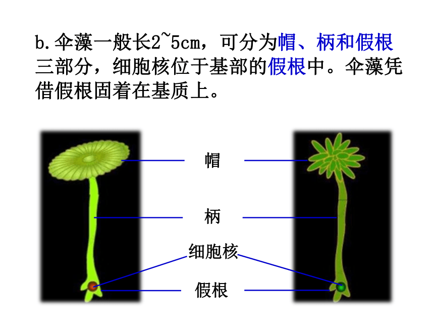 _8.22.1DNA是主要的遗传物质 课件2020-2021学年苏教版八年级下册生物（31张ppt）