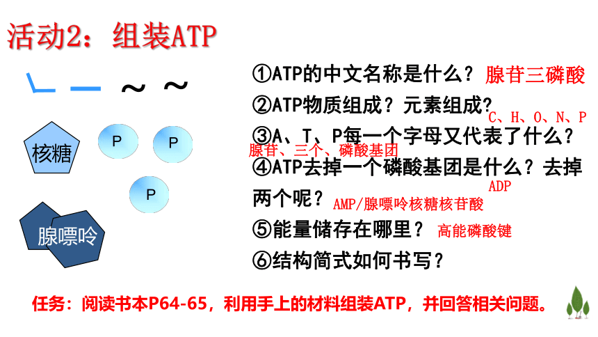 2022-2023学年高一上学期生物浙科版（2019）必修1-3.1ATP是细胞内的“能量通货”课件（24张ppt）