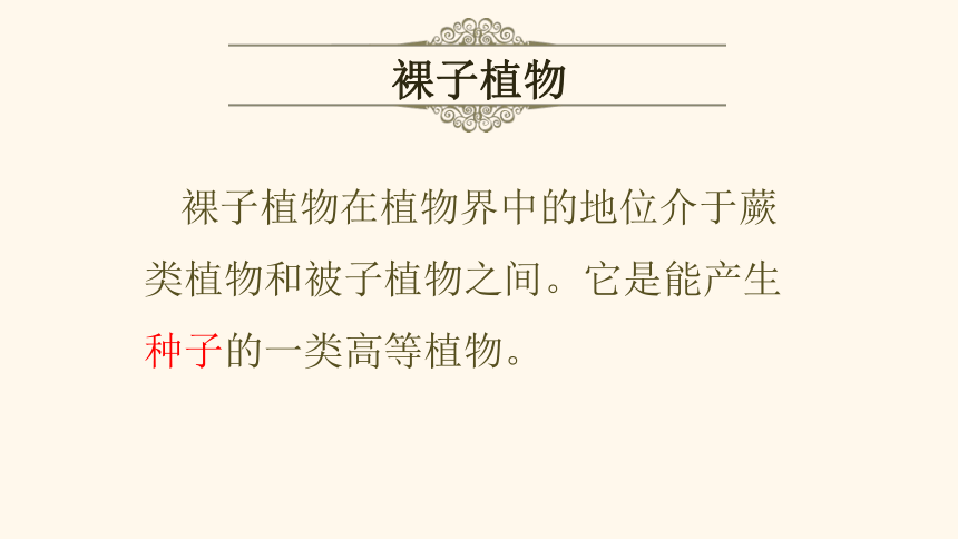 13.4.2种子植物课件2022-2023学年北京版生物八年级下册(共24张PPT)