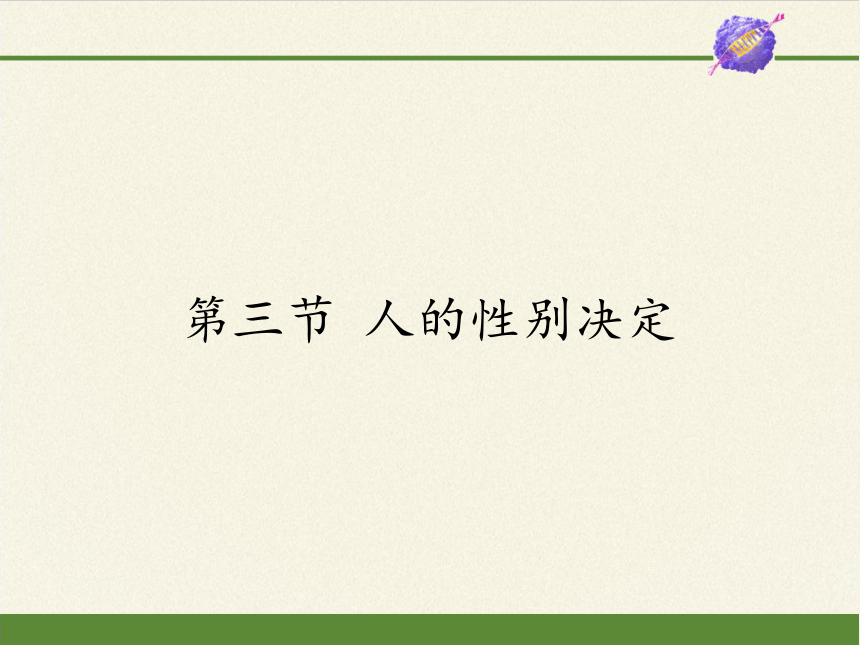 苏教版生物八年级下册 第22章 第三节 人的性别决定课件(共25张PPT)