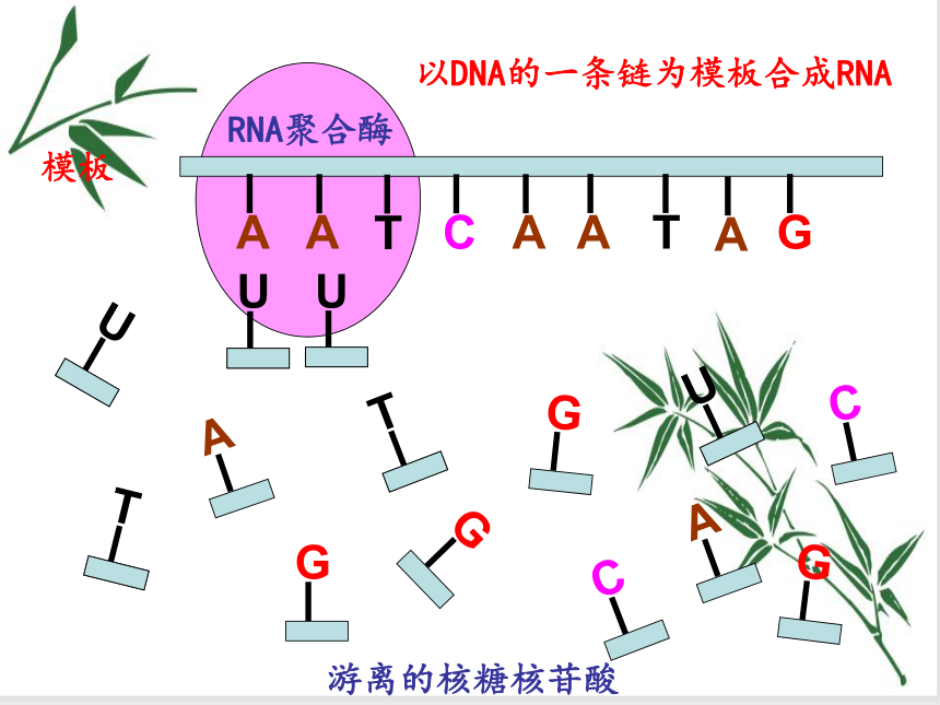 3.4 基因控制蛋白质合成 课件（共48张PPT）