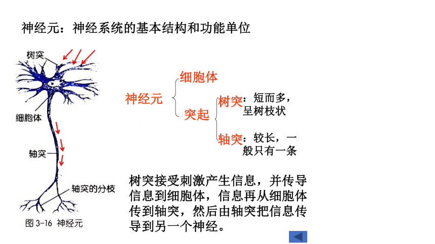 3.3 神经调节（课件 19张PPT)