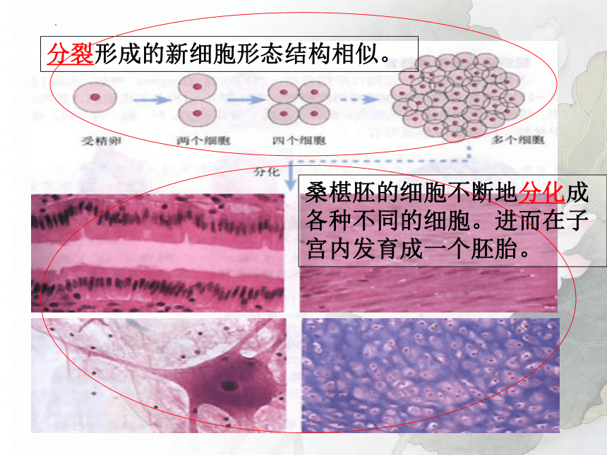 2.2.2动物体的结构层次课件(共27张PPT) 2022-2023学年人教版七年级生物上册