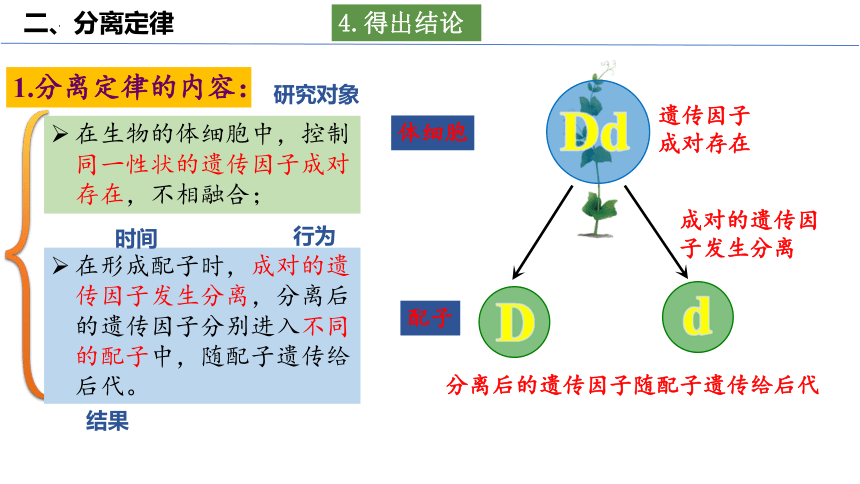 1.1.2豌豆杂交实验（一）（第二课时）(共30张PPT1份视频)课件-人教版必修二