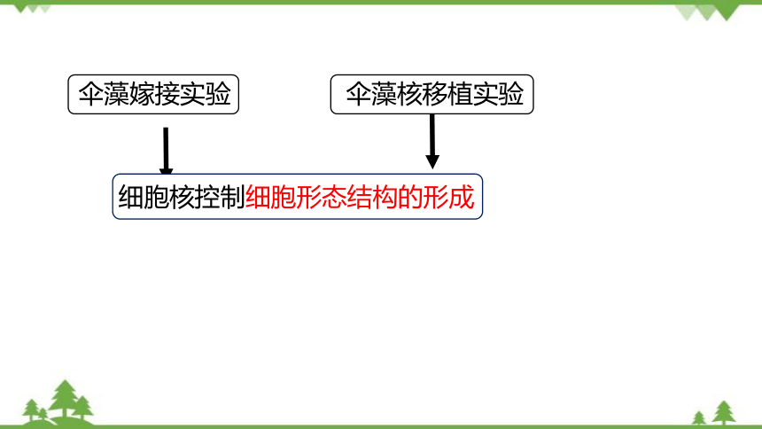 高中生物浙科版（2019）必修一2.4细胞核是细胞生命活动的控制中心课件（2）(共18张PPT)