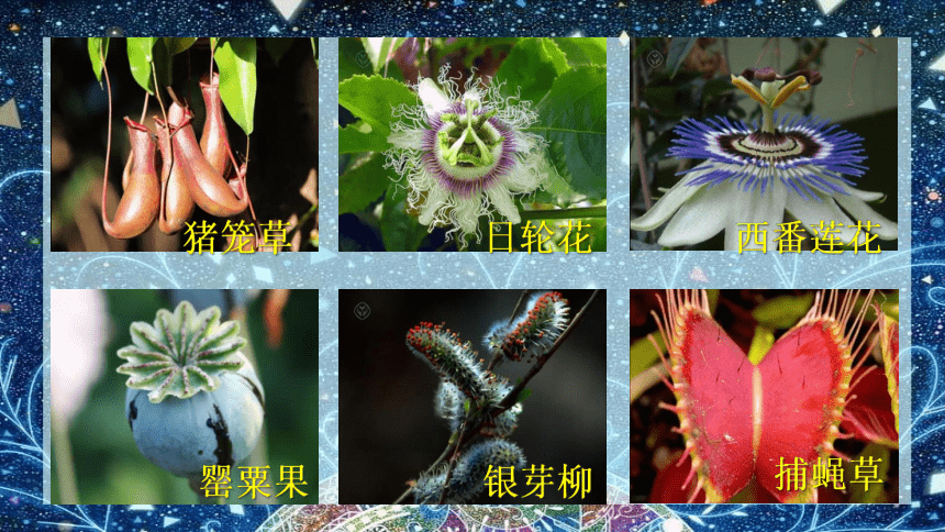 人教版一年级美术下册 第11课 太空里的植物 课件(共17张PPT)
